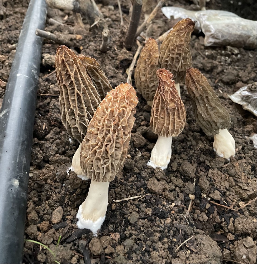 安徽新徽菇公司羊肚菌豐產(chǎn)面世   合肥紫蓬山基地，世界菌王一一羊肚菌長(zhǎng)勢(shì)喜人。即將豐產(chǎn)面世。